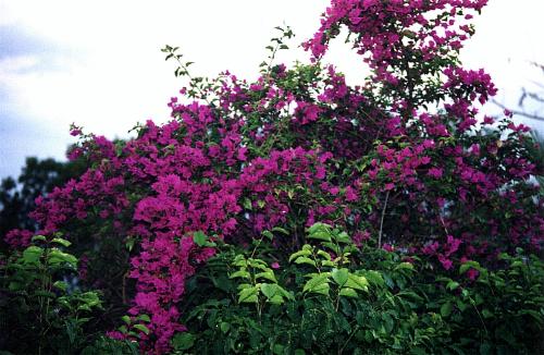 BVBloom.JPG (45428 bytes)