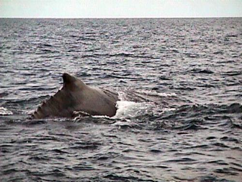 Humpback.jpg (47688 bytes)