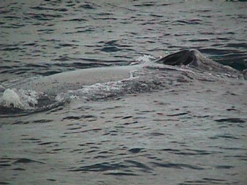 Humpback2.jpg (34675 bytes)
