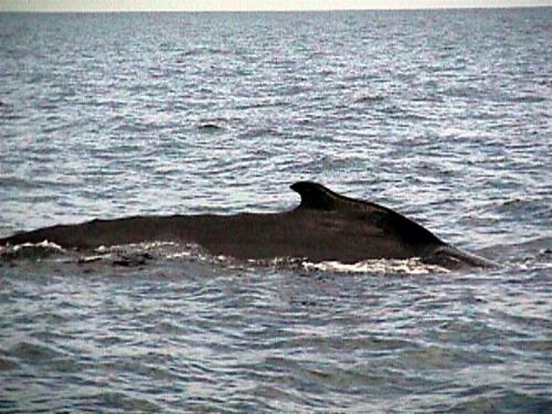 Humpback3.jpg (46223 bytes)