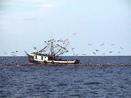 Shrimpboat1.jpg (29844 bytes)