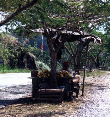 Banana Man.JPG (40711 bytes)