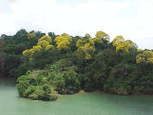 Guayacan2.JPG (43052 bytes)