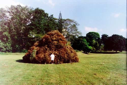 ChristmasTreePile.JPG (40747 bytes)